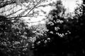 Thumbnail for version as of 12:55, 23 May 2025