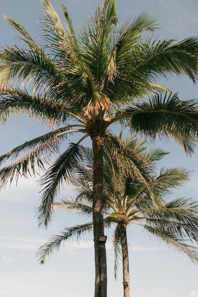 File:pexels-vang-l-c-260663890-32422985.jpg