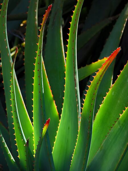 File:Aloe.jpg